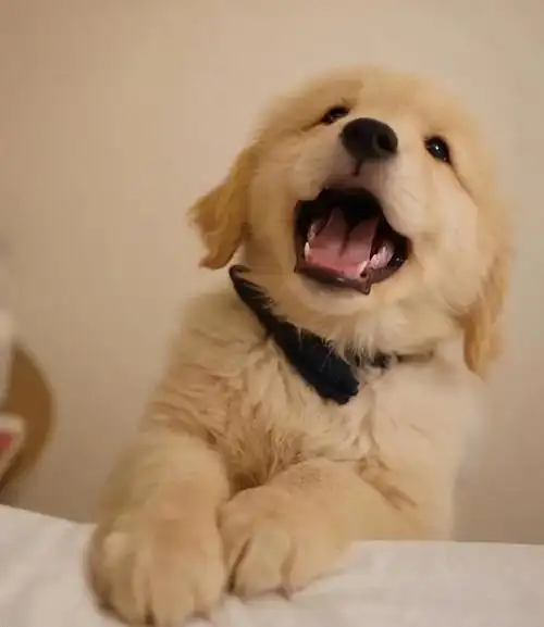 5大可爱又"亲人"的狗,脾气好,城市也能饲养