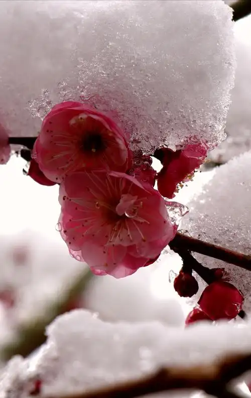 雪花飘零梅树枝头,傲骨寒梅迎风雪笑.