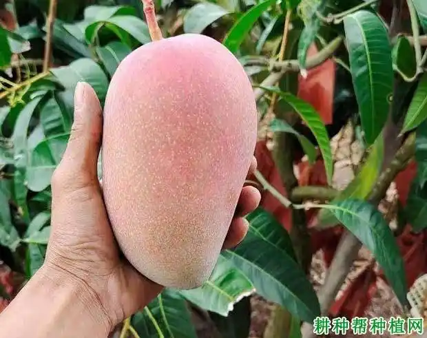 红玉芒果品种特点红玉芒果品种在海南生长习性