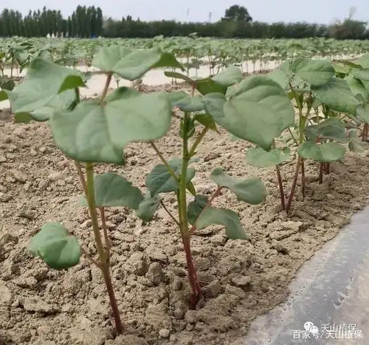 当前棉苗旺长,谁惹的祸,快来为棉农支招
