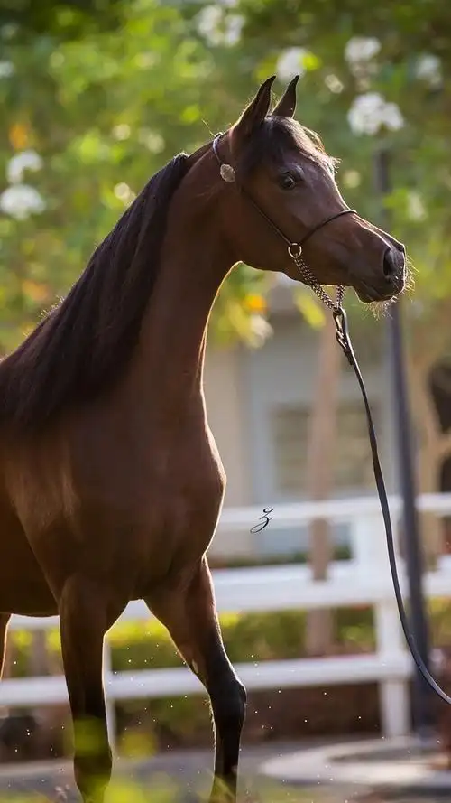 棕色马,树木 iphone 壁纸