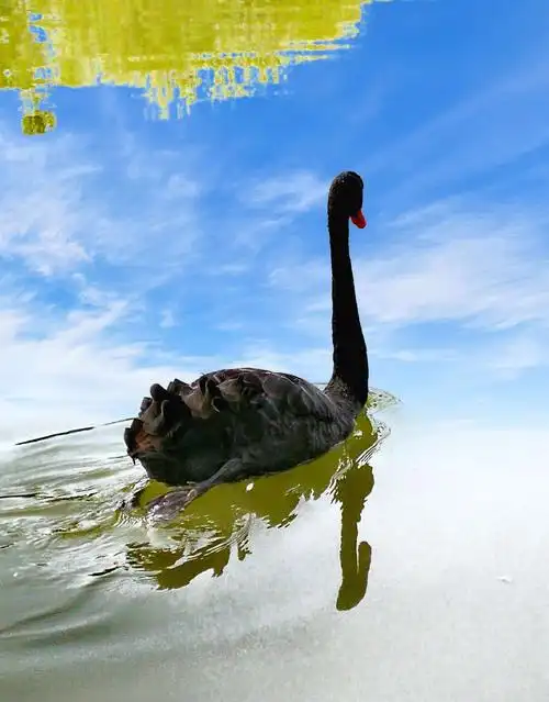 (原创)高傲的黑天鹅 - 美篇