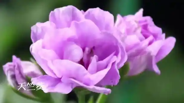 海棠,百合花……每一朵花从含苞待放到绚烂盛开,都饱含着各自热烈的梦