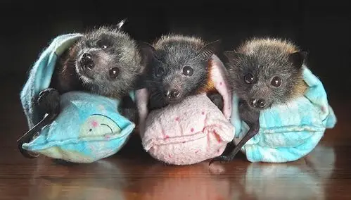 澳大利亚有近100种不同种类的蝙蝠,其中有20至30种集中居住在