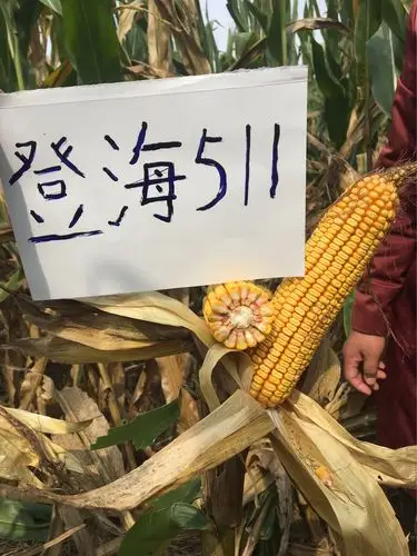 名门新秀登海511诚招各乡镇代理