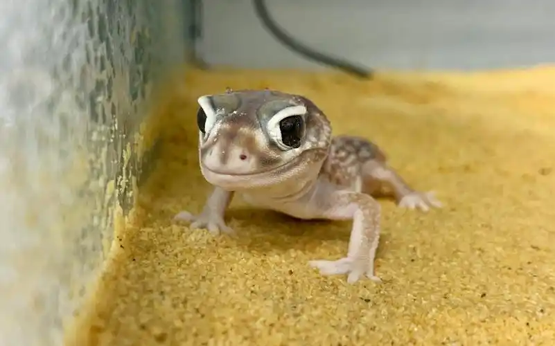 【瘤尾守宫】狩猎失败的一天以及疯狂刨沙到我脸上_哔哩哔哩_bilibili