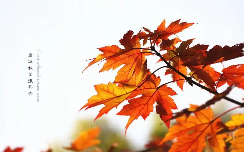 霜凋秋叶澓丹青