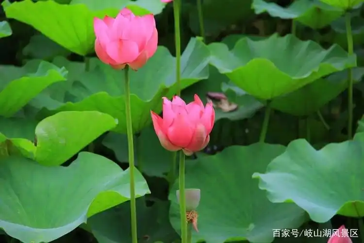 烟雨荷花岐山湖,邀你赏盛夏山水美景