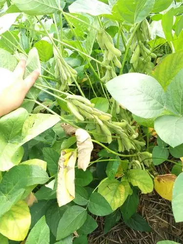 大豆叶出病了怎么办?