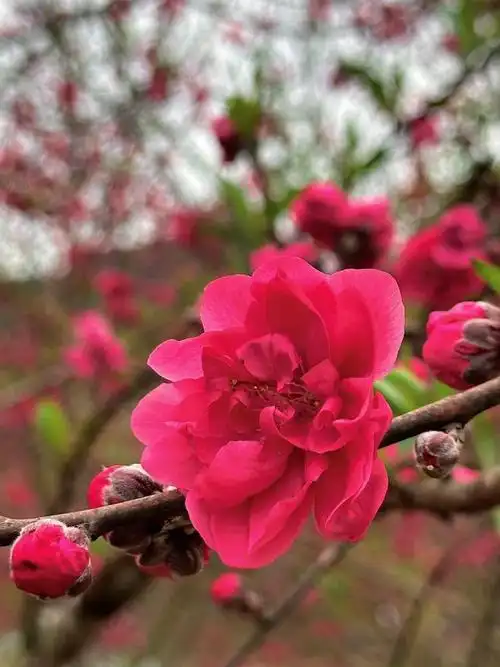 韶关人家门口公园里的春日限定桃花惊艳上线,快约起~|林木|林荫|盛开