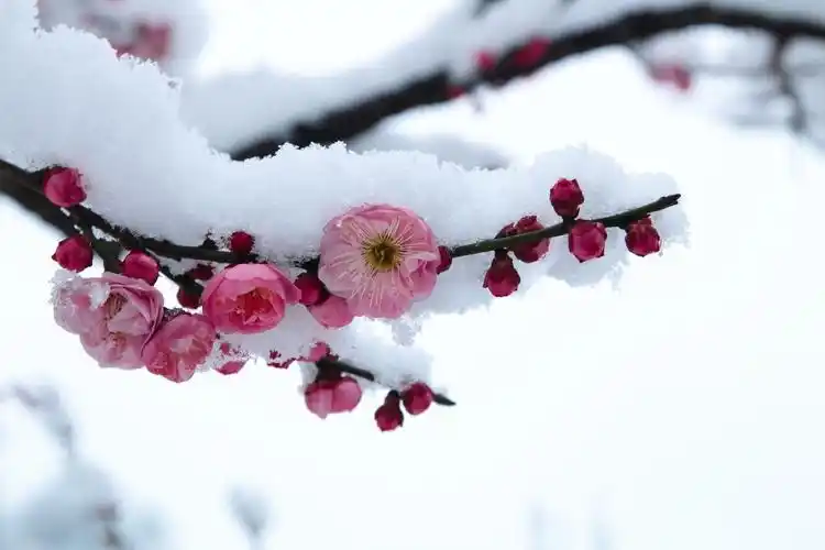 梅花入秋后养护的三要素