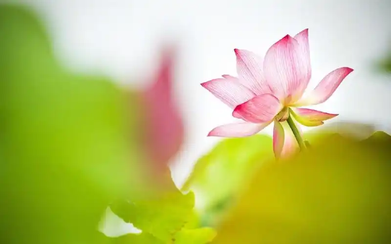 唯美夏日荷花图片高清电脑壁纸