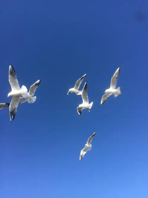 海鸥|摄影|宠物摄影|黑色的芝麻_原创作品-站酷zcool