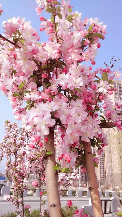 【原创】一树海棠一树花 - bsln790021330 - 蓦然回首