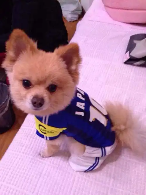 我的狗儿子宝宝