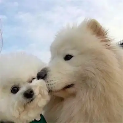 一男一女超可爱卡通情侣头像图片