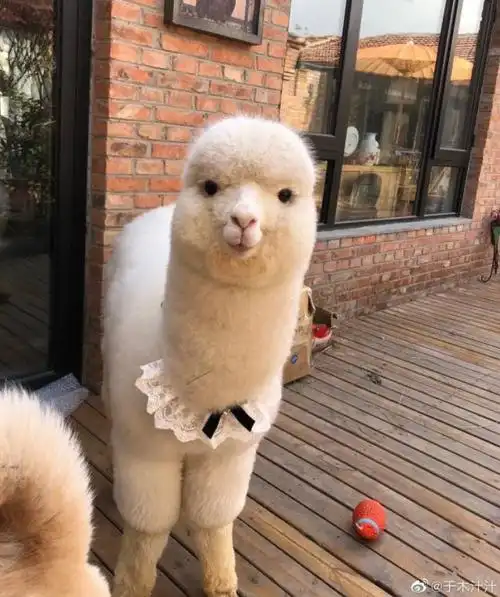 人家遛狗,我遛羊驼|宠物|动物|萌宠_网易订阅