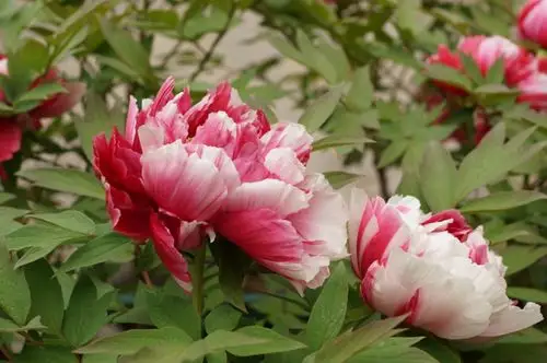 迷人的七彩牡丹