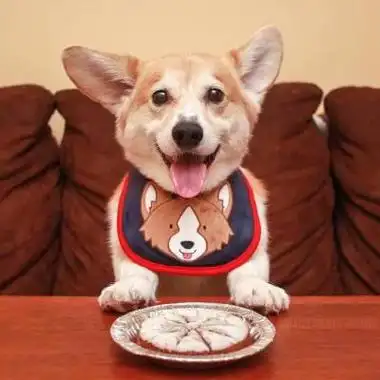 最新版的优质软萌小猫的头像大全 新鲜出炉可爱呆萌小狗宠物头像_动物