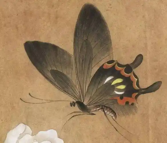 李晓明《临宋山茶蝴蝶图》高清局部图步骤一,本作为宋代作品《山茶