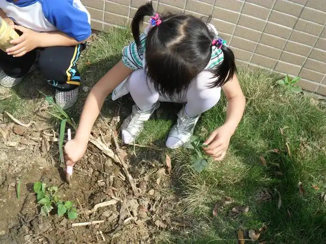 我们一起种瓜苗