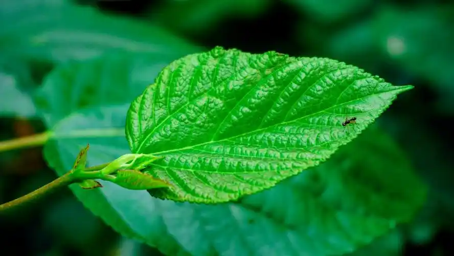 i>植 /i>物叶子特写 i>绿 /i> i>植 /i>背景素材壁纸