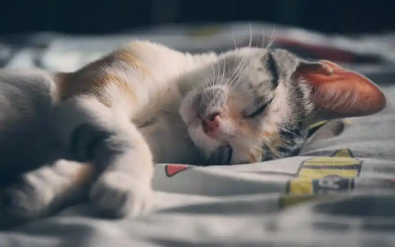 慵懒可爱的小猫咪图片桌面壁纸