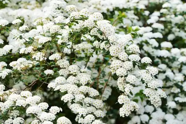 喷雪花植物:冬季花园的最佳选择