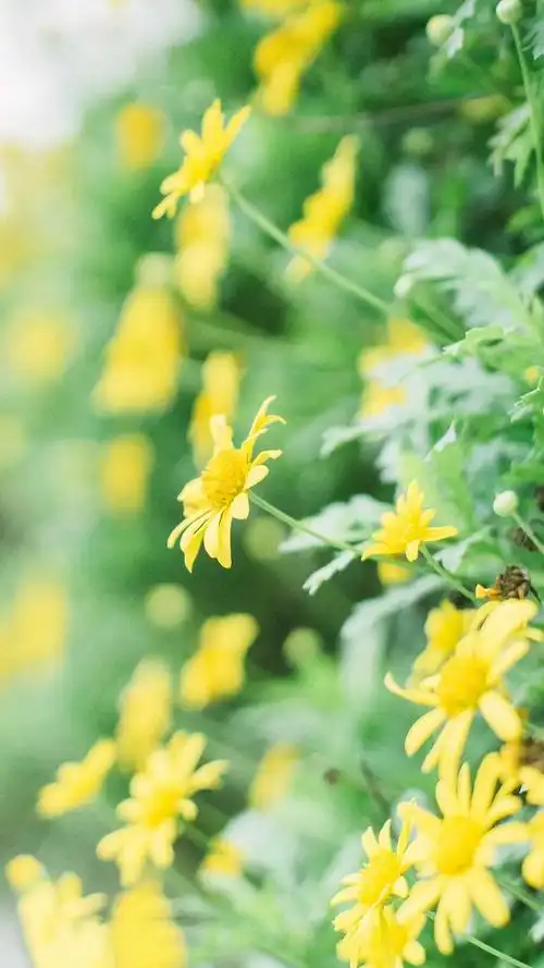 文艺小清新唯美静物