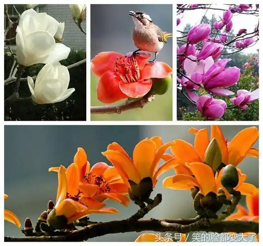 木棉花的花语是什么(关于木棉花唯美句子)