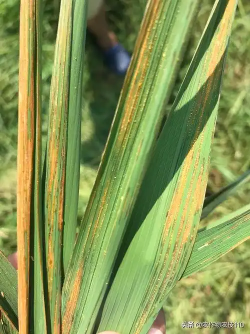 水稻细菌性褐斑病