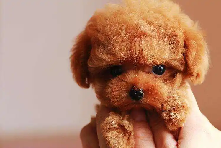 泰迪身上有超多毛病,养之前一定要做好心理建设,不然_