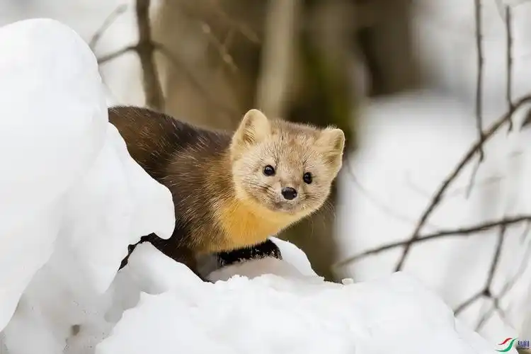 长白山地区紫貂