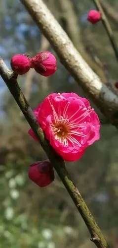 恭贺老师同学亲友家人新春快乐健康长寿