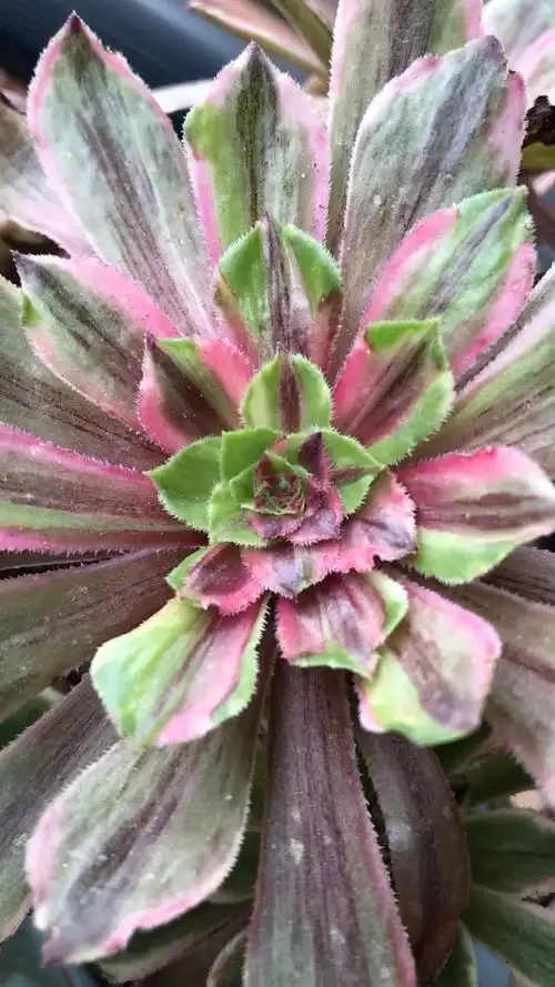 高端法师锦,花脸粉黛.