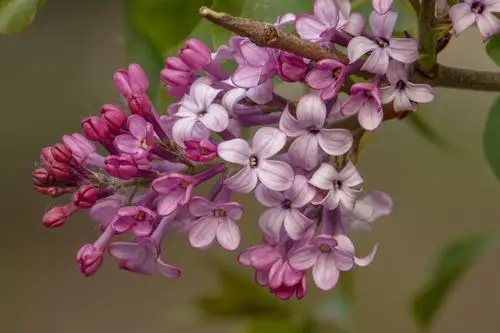 粉色丁香花的花语和寓意(粉色丁香花的花语和寓意图片)