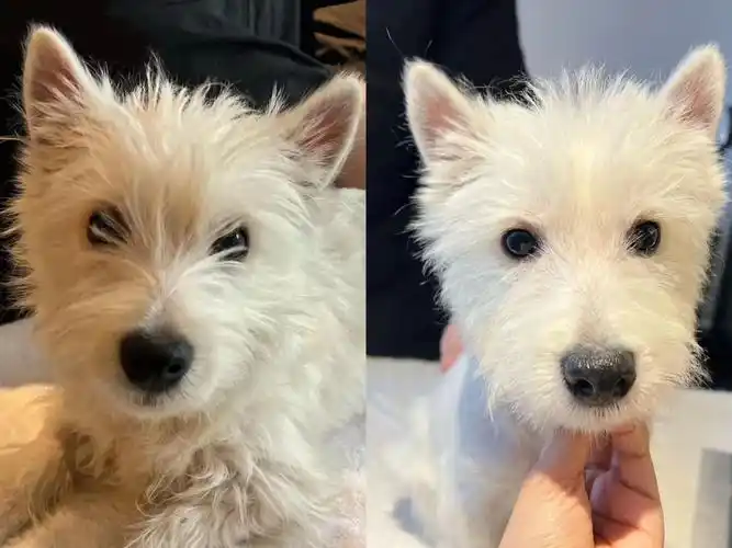 记录luka第一次拔毛