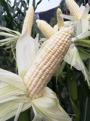 金糯1607基地专用甜糯玉米新品种