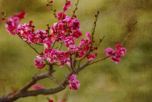 梅花画图 - 美篇