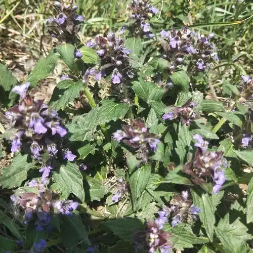 中药植物科普之--筋骨草