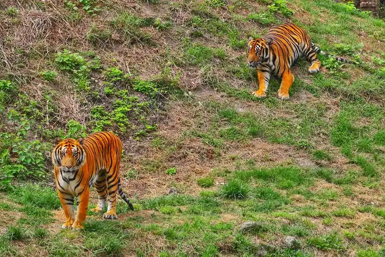 华南虎主要是以草食性有蹄类动物,如野猪,鹿,狍等为食.