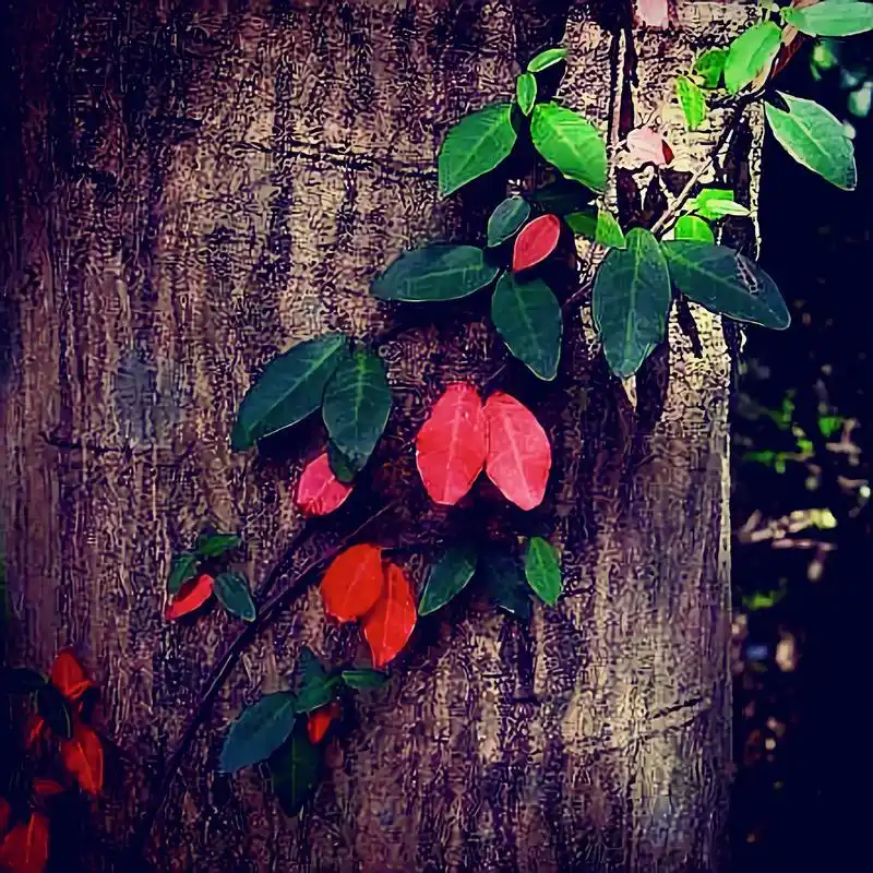 不经意间的唯美,才会触动内心深处最柔软的地方,方觉喧闹疲惫下 - 抖