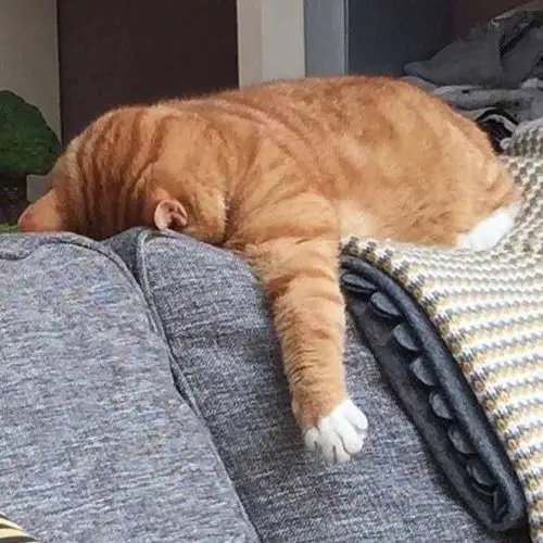 吃不到桑葚感觉真个人都没有精神了!