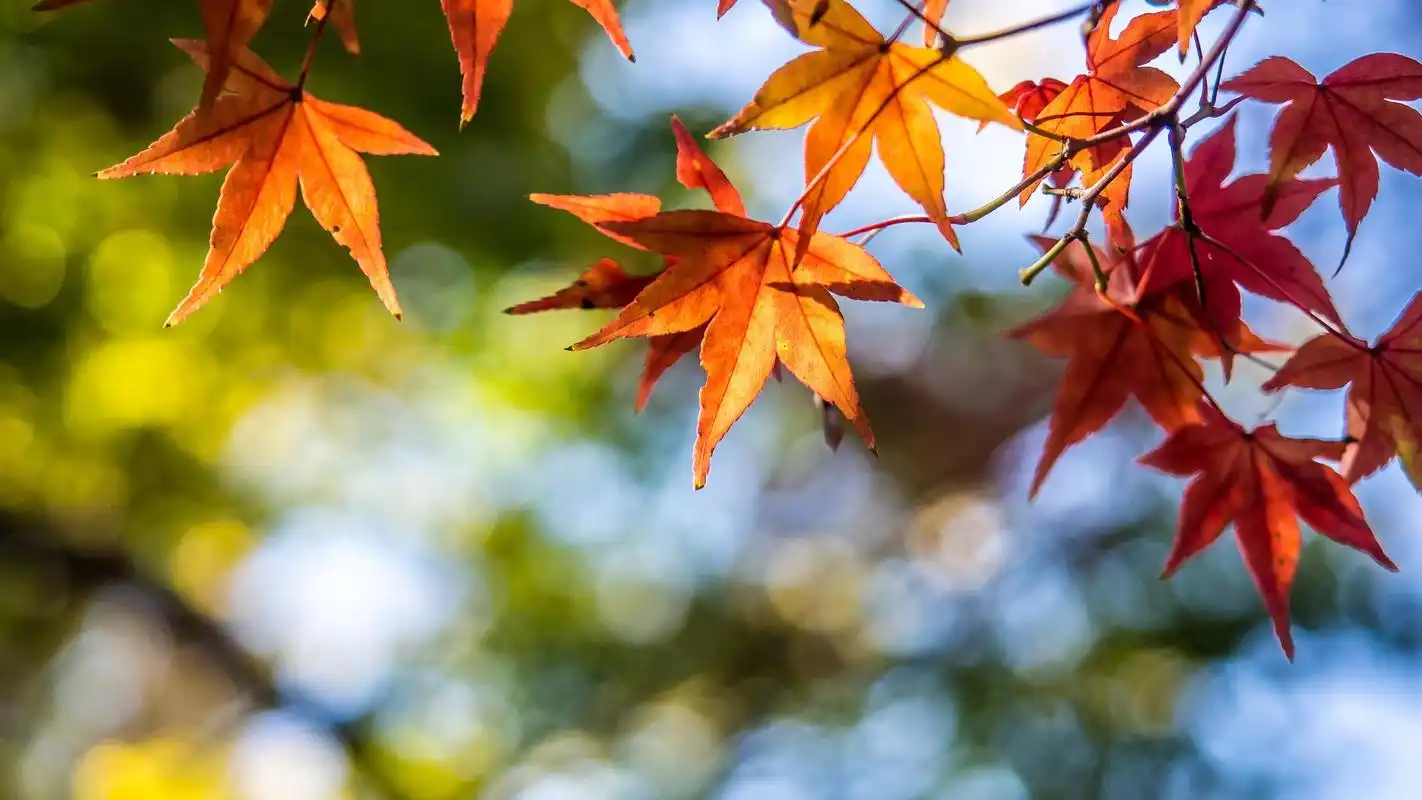景色唯美的秋天,风景-回车桌面