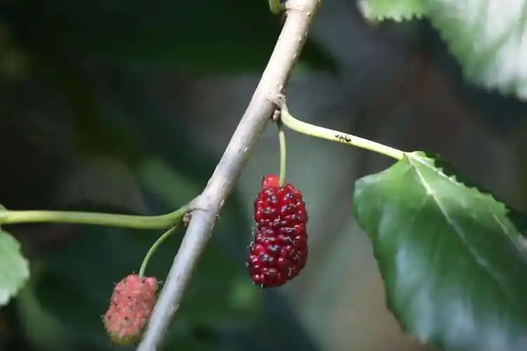 农村没人吃的小野果,进城后变"致富果",农民靠它月入万元