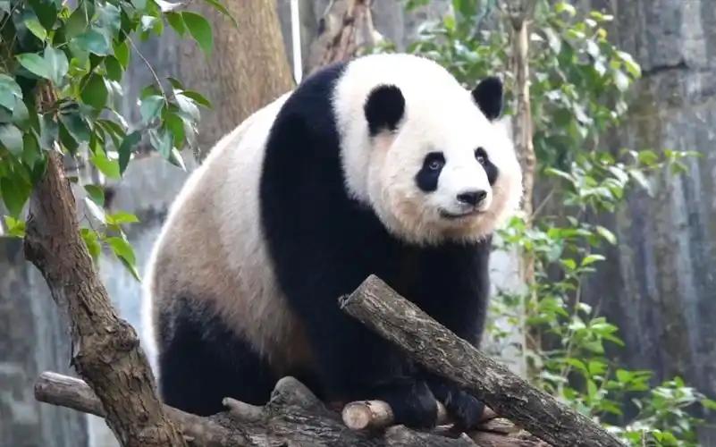 大熊猫是水做的吧,趁个痒都duang~duang~【大熊猫淼淼】_哔哩哔哩