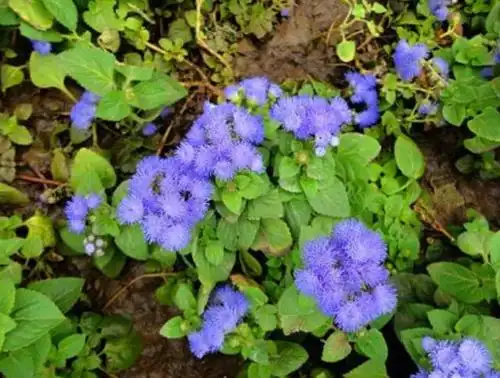 林中1种"紫花草",花开清新可爱,折1枝条带回家,能做小巧盆栽