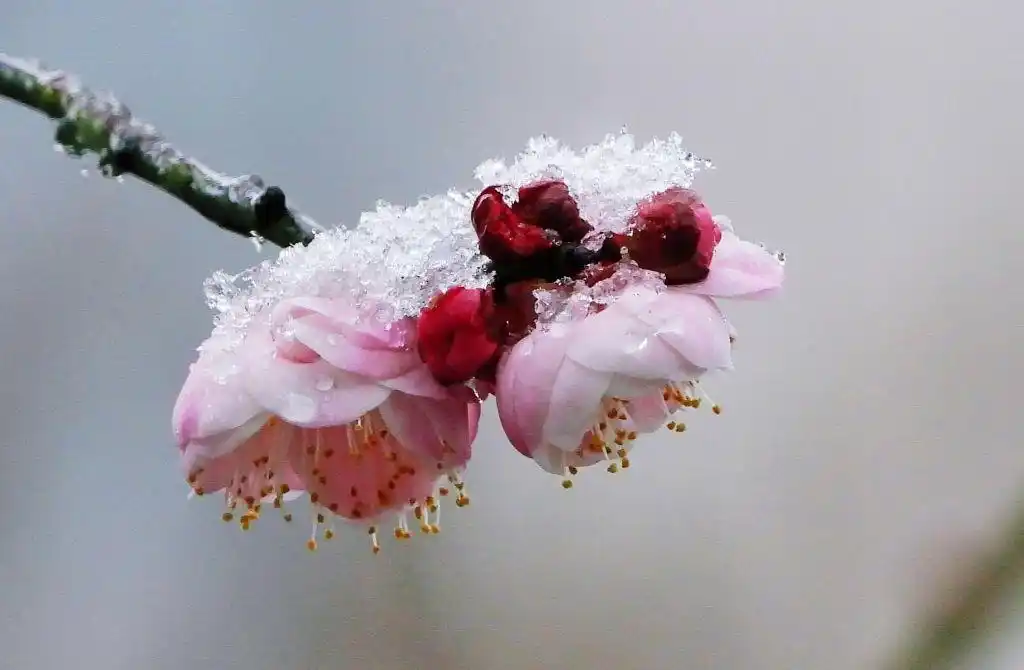 梅花欢喜漫天雪