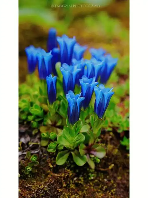 叶萼龙胆gentianaphyllocalyx