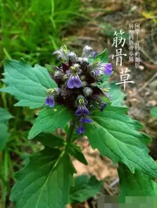 筋骨草图片_筋骨草的功效与作用-古中药养生网